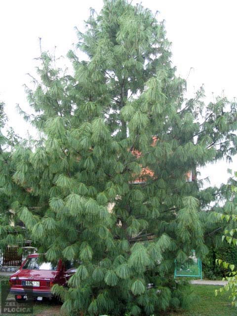 Himalajski bor Pinus wallichiana